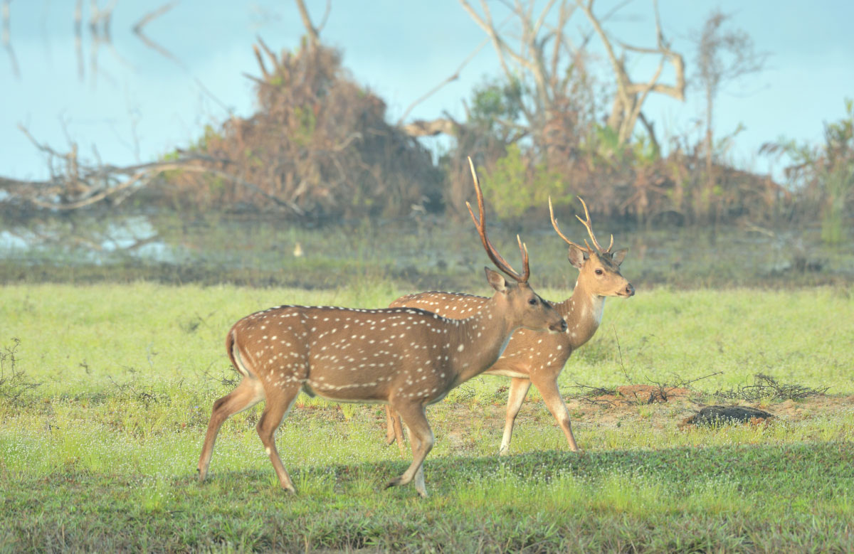 Sri Lankan Wild Life