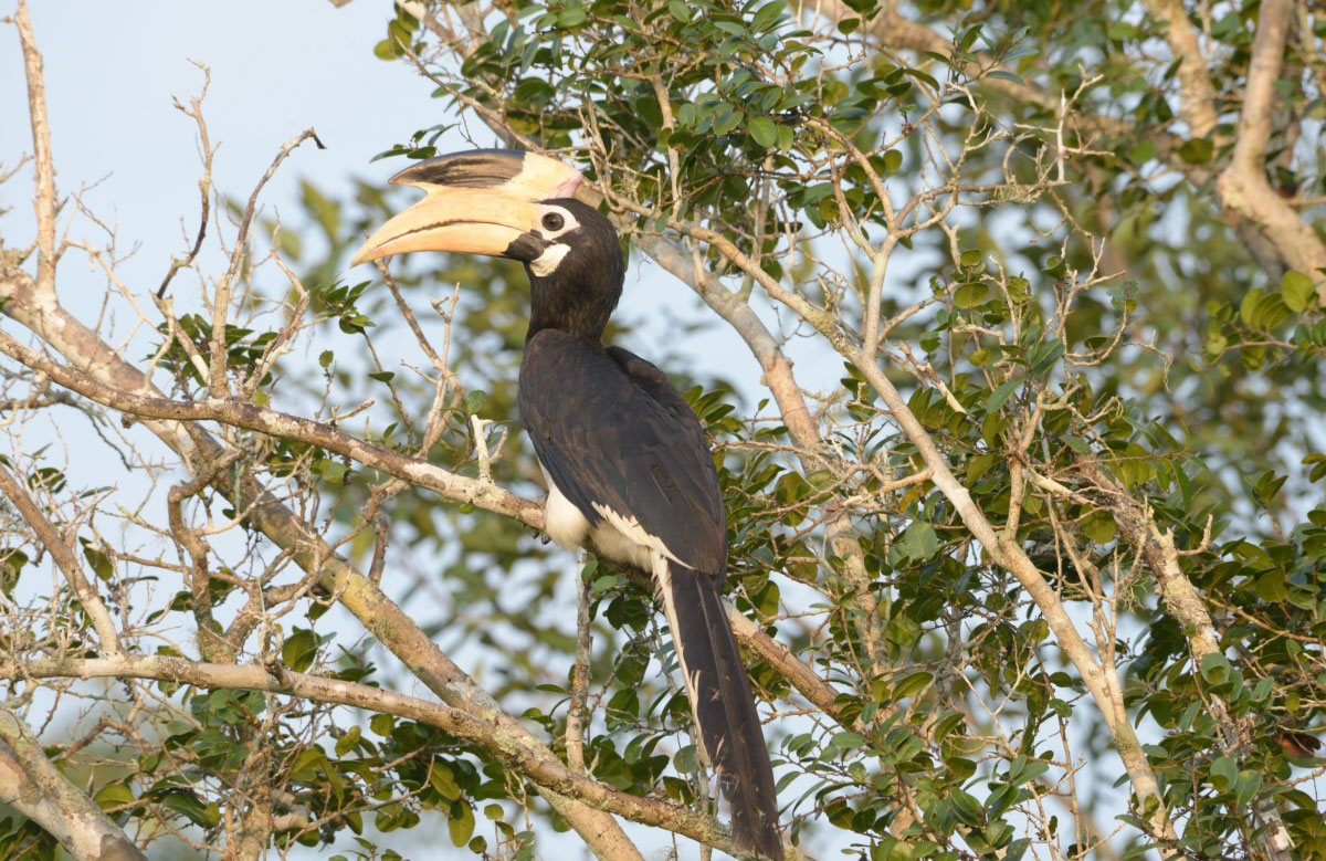 Sri Lankan Wild Life