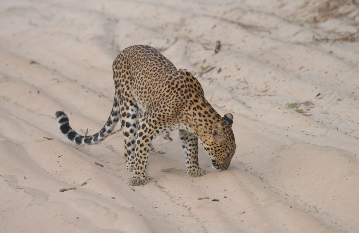 Sri Lankan Wild Life