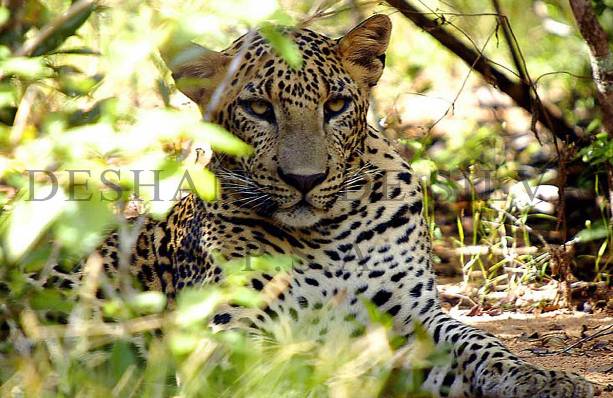 Sri Lankan Wild Life