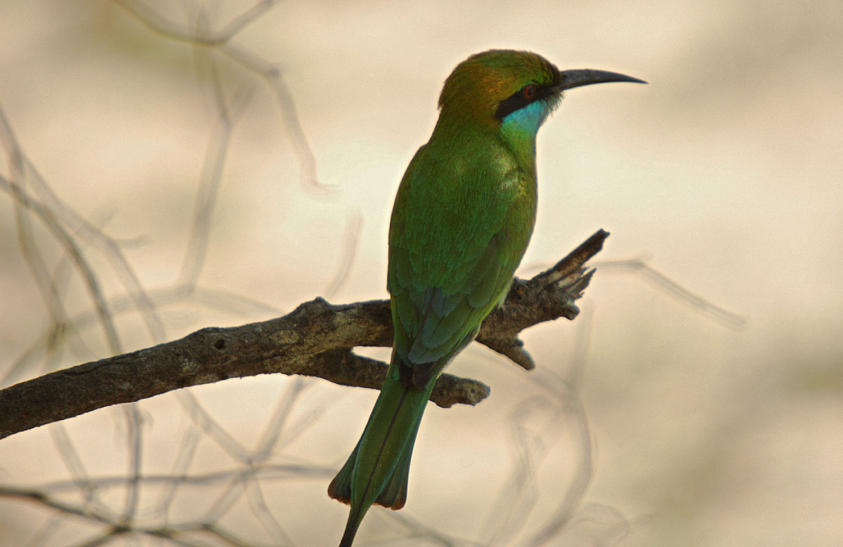 Sri Lankan Wild Life