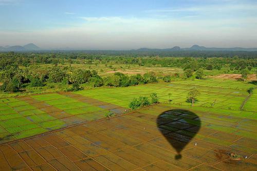 paddy-field-sunrise-lanka-hot-air-ballooning