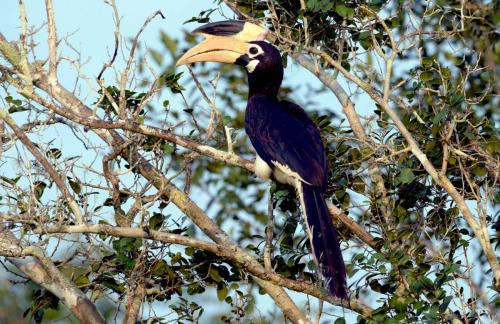 sri-lanka-bird-watching