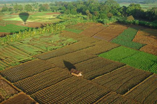 sri-lanka-paddy-field-hot-air-ballooning