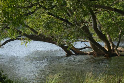 sri-lanka-tree-on-water-surface