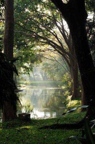 sri-lanka-waterside-tree