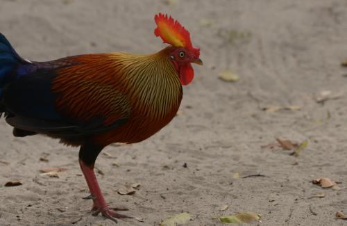 Sri Lankan Wild Life